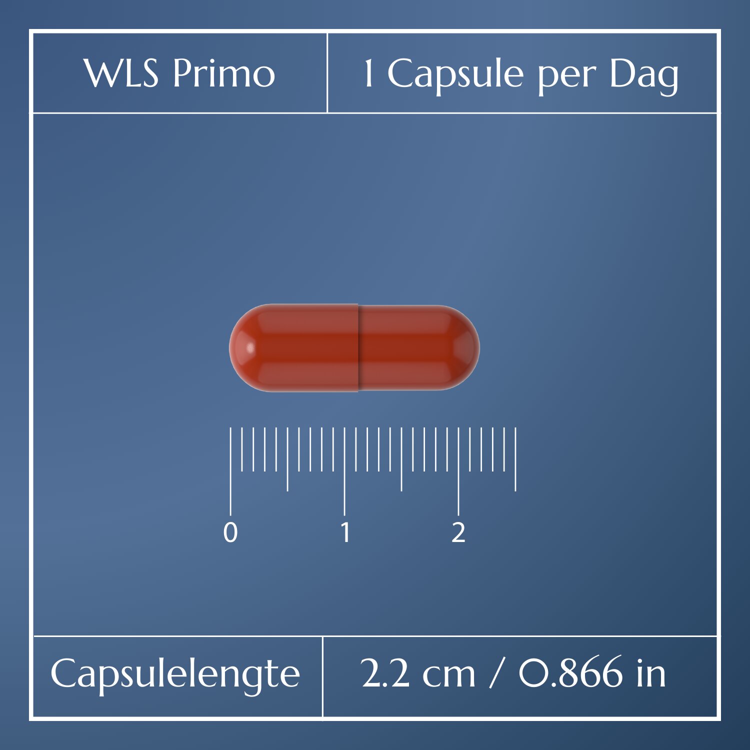 WLS Primo_3